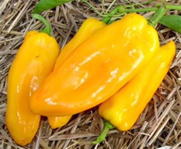 Golden Marconi Pepper 20 seeds